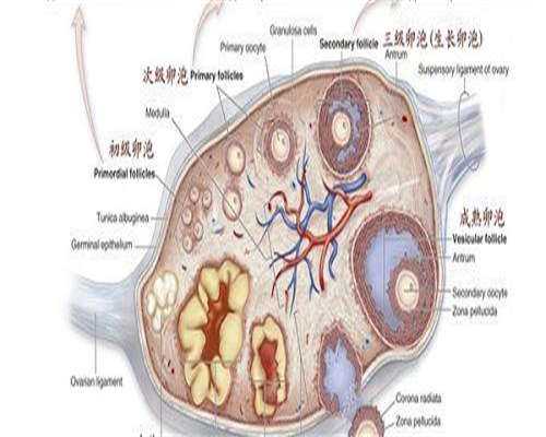 江西代生成功后，江西省生殖医院做试管成功率高吗?附2026江西试管成功率医院