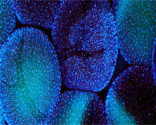 江西代孕要多少,江西做试管婴儿成功率有多高？需要花多少钱？