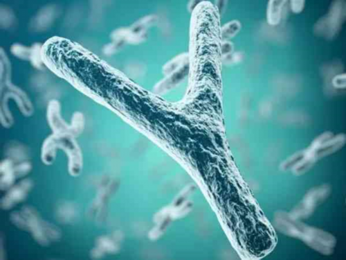 胚胎染色体异常:揭示因及其影响