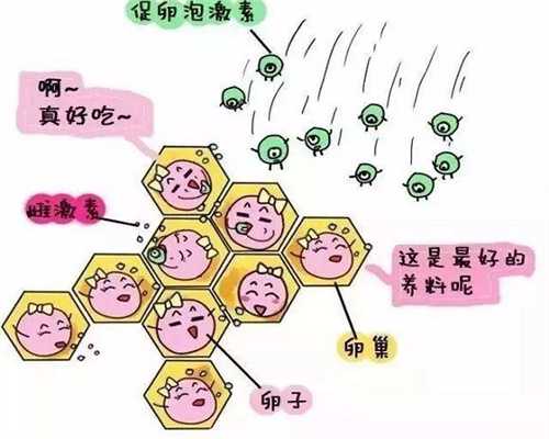 试管代生群:试管打促排卵针期间注意事项,打促排卵针发胖怎么回事