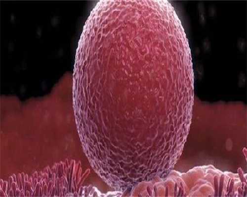 大型江西助孕中心,苏琼简介_苏琼人物介绍、个人资料简介