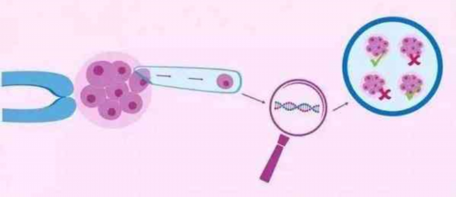 卵泡数=取卵数=胚胎数！真相是这样的吗？