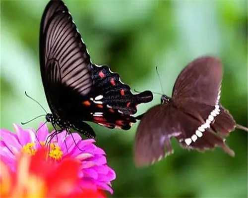 帮人江西代孕一次多少钱,江西试管婴儿做一次多少钱