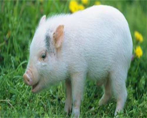 江西供卵医生,江西省哪个医院做试管婴儿好?江西省试管医院