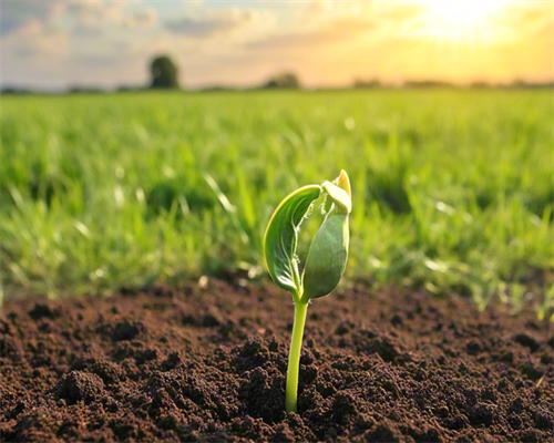 卵子质量差怎么调理?卵子质量差吃什么?